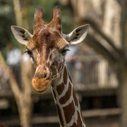 Saídas Pedagógicas ao Zoológico de São Paulo